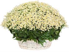 Цветочная композиция из Ромашки в корзине #REPLACE_PRED# Городище